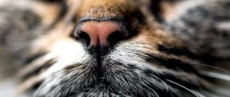 10 Scents That Attract Cats