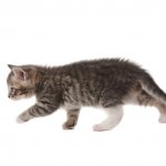 10 reasons why a cat doesn’t go to the toilet - what to do