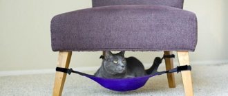 (117 photos) House for a cat: how to place it in the interior and make it yourself