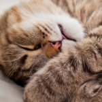 4 tricks to train your cat to sleep at night