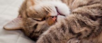 4 tricks to train your cat to sleep at night