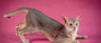 Abyssinian blue cat