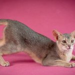 Abyssinian blue cat