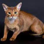 Abyssinian cat