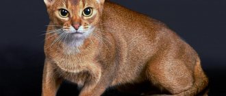 Abyssinian cat