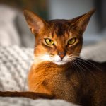 Abyssinian cat