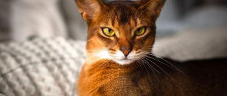 Abyssinian cat