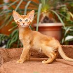 Abyssinian Sorrel cats and their characteristics