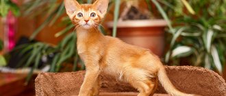 Abyssinian Sorrel cats and their characteristics