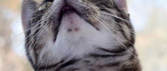 Acne in a cat