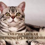 Американская жесткошёрстная кошка фото