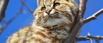 Amur forest cat