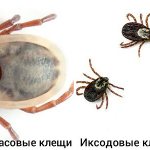 Argasid and Ixodid ticks