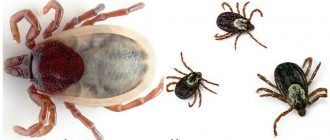 Argasid and Ixodid ticks