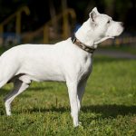 dogo argentino photo