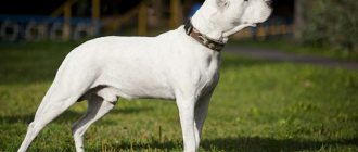 dogo argentino photo