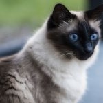 Balinese cat