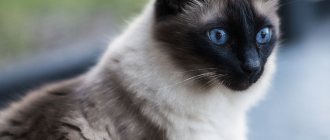 Balinese cat