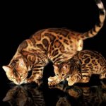 Bengal cat