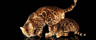 Bengal cat