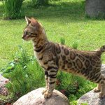 Bengal cat