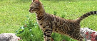 Bengal cat