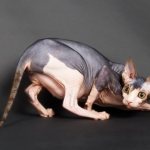 Pregnant Sphynx cat