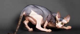 Pregnant Sphynx cat