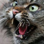 Rabies in cats