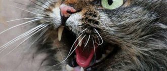 Rabies in cats