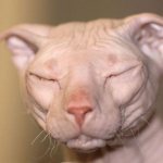 hairless cat