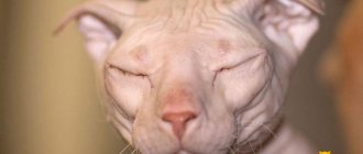 hairless cat