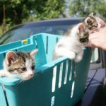 homeless kittens