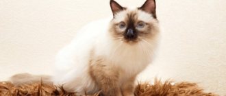 Burmese cat