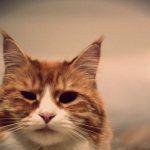 Blepharitis in cats