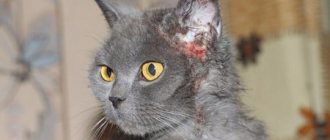 flea dermatitis in a cat