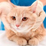 Kidney disease in cats