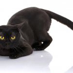 bombay cat