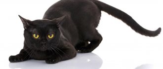 bombay cat