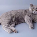 British shorthair cat