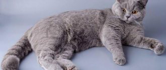 British shorthair cat