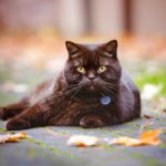 British shorthair cat