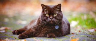 British shorthair cat