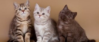 British kittens: care and education, and feeding