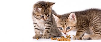 At what age should kittens be given dry food?