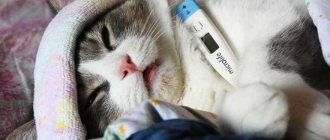 Ceftriaxone for cats