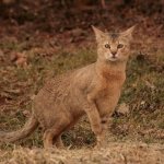 Chausie - ghost cat