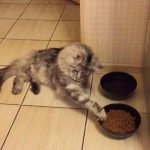 What to feed a Maine Coon kitten at 2 months?