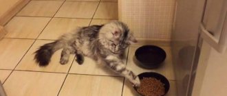 Чем кормить котенка мейн-куна в 2 месяца?