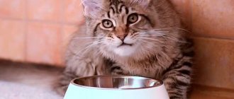 what to feed a Maine Coon